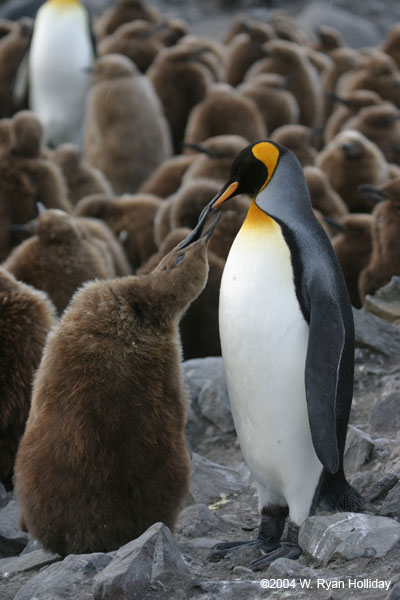 King Penguin and Chick