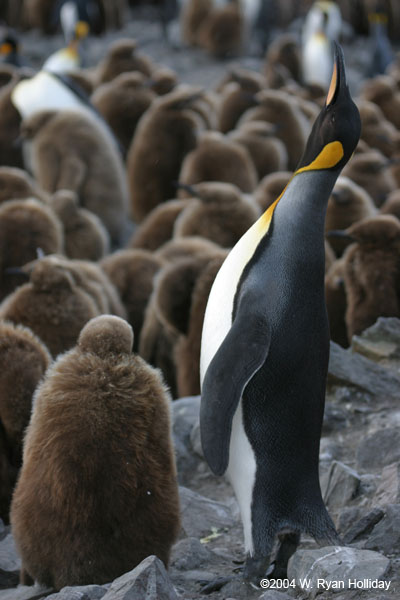 King Penguin and Chick