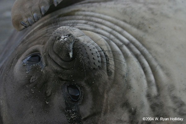 Elephant Seal Pup