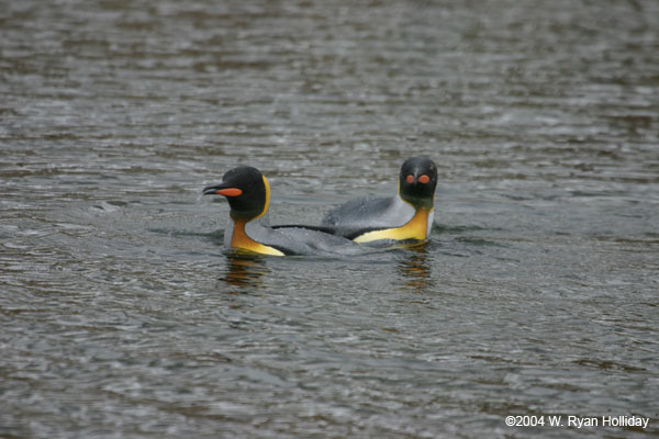 King Penguins