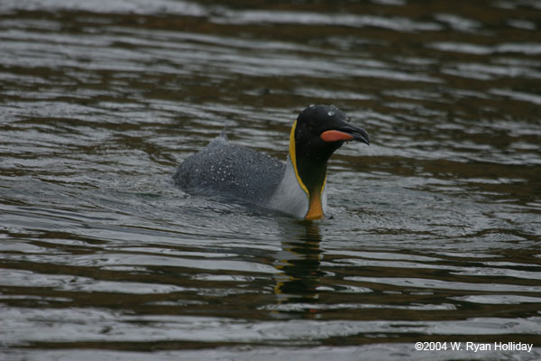 King Penguin