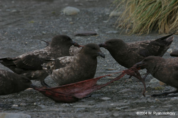 Skuas Feeding