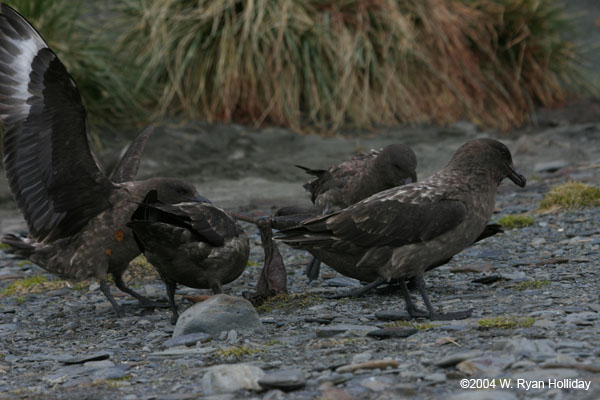 Skuas Feeding