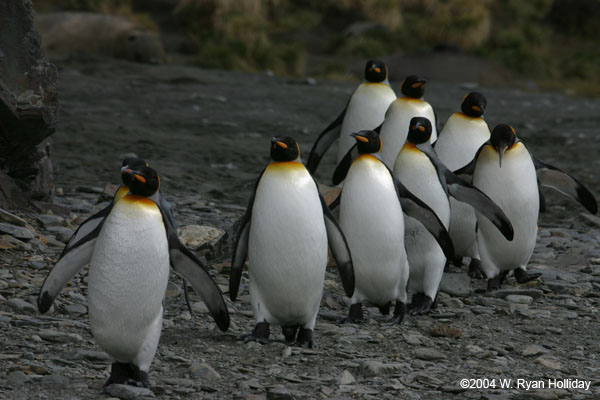 King Penguins