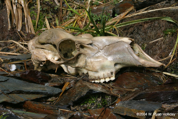 Elephant Seal Skull