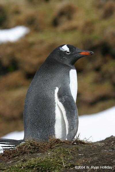 Gentoo Penguin