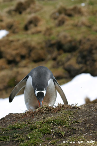 Gentoo Penguin