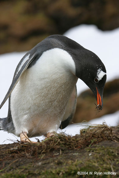 Gentoo Penguin