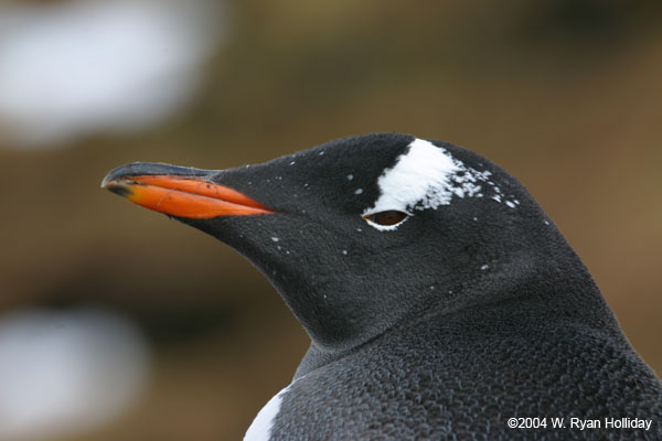 Gentoo Penguin