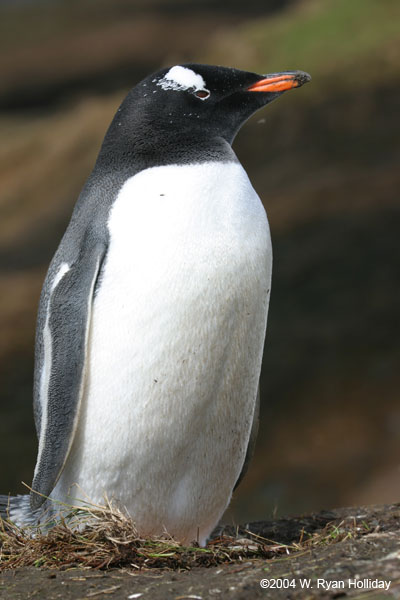 Gentoo Penguin