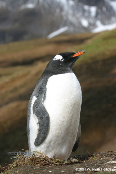 Gentoo Penguin