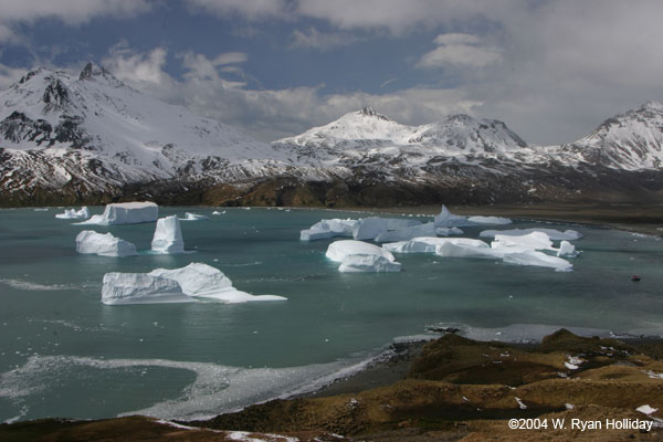 Fortuna Bay with Icebergs