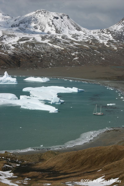 Fortuna Bay with Icebergs