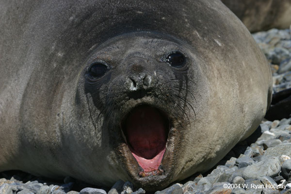 Elephant Seal