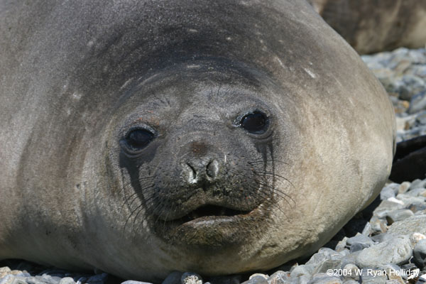 Elephant Seal