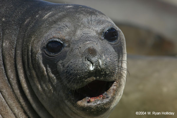 Elephant Seal