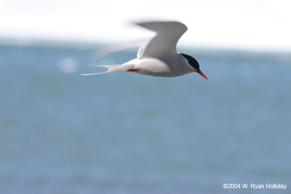 Antarctic Tern