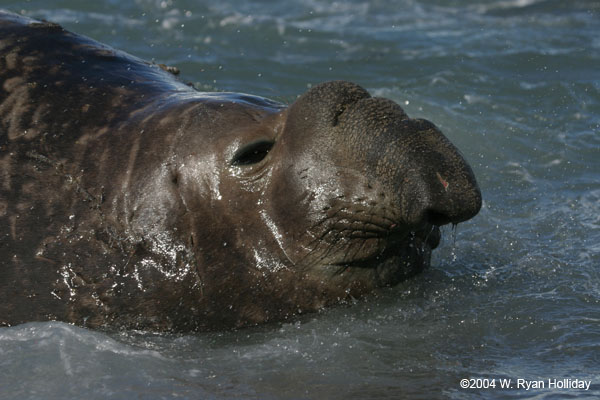 Elephant Seal Bull