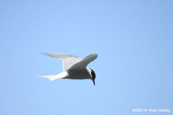 Antarctic Tern