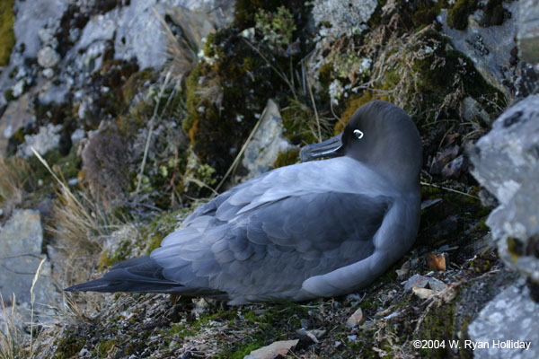 Light-Mantled Sooty Albatross