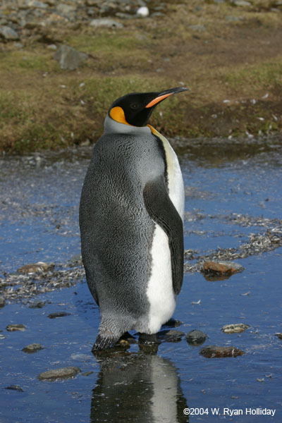 King Penguin