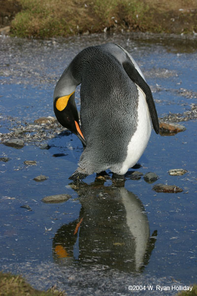 King Penguin