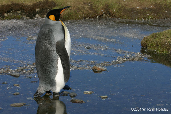 King Penguin