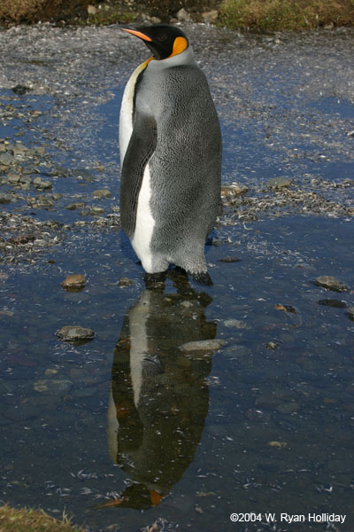 King Penguin