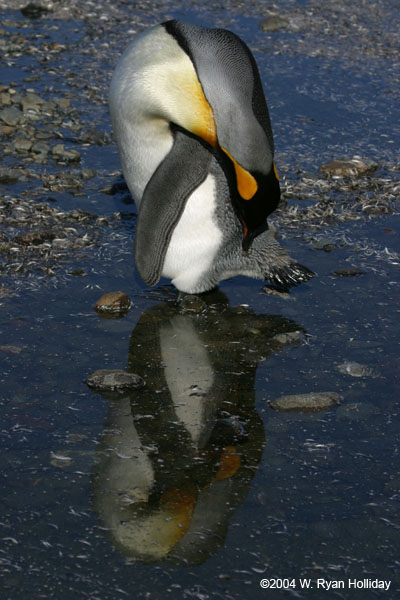 King Penguin