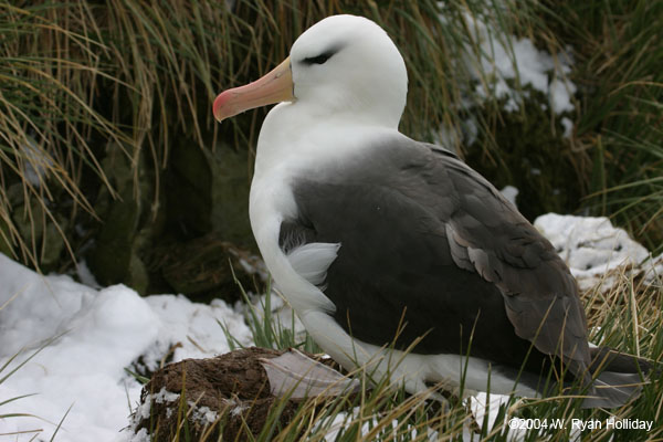 Black-Browed Albatross