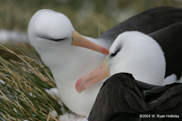 Black-Browed Albatross