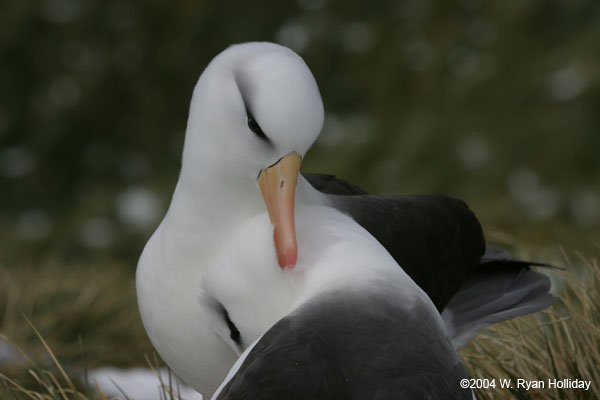 Black-Browed Albatross