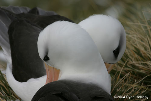 Black-Browed Albatross