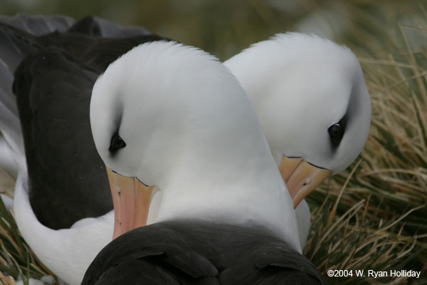 Black-Browed Albatross