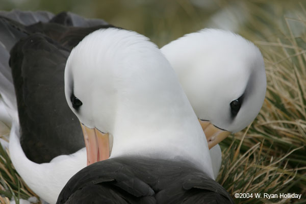 Black-Browed Albatross