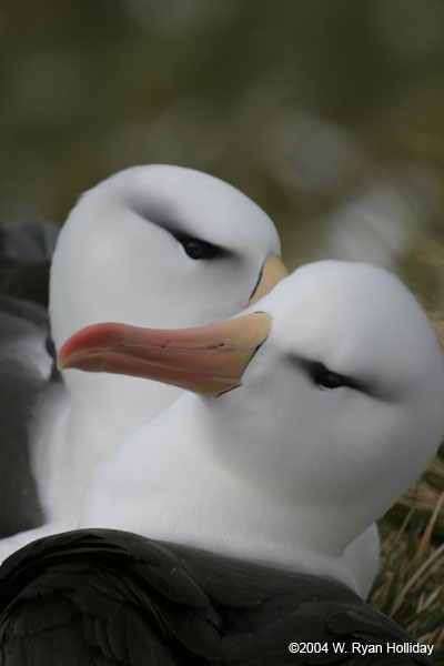 Black-Browed Albatross