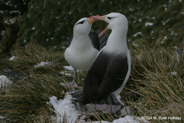 Black-Browed Albatross