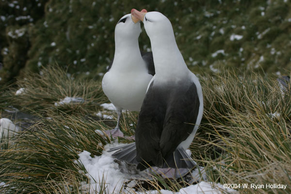 Black-Browed Albatross