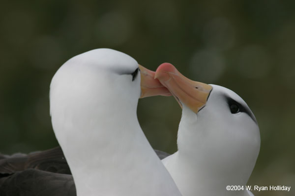 Black-Browed Albatross