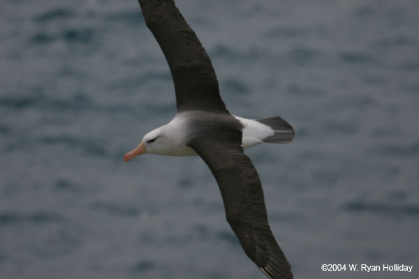 Black-Browed Albatross