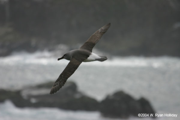 Grey-Headed Albatross