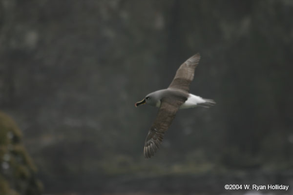 Grey-Headed Albatross