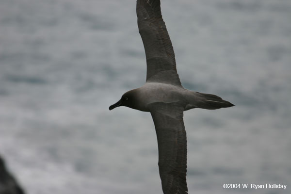 Light-Mantled Sooty Albatross