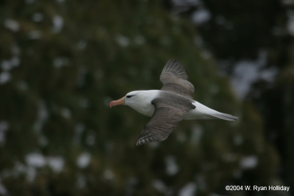 Black-Browed Albatross