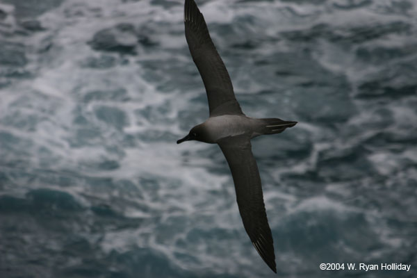 Light-Mantled Sooty Albatross