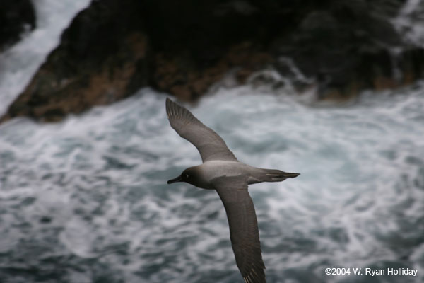 Light-Mantled Sooty Albatross