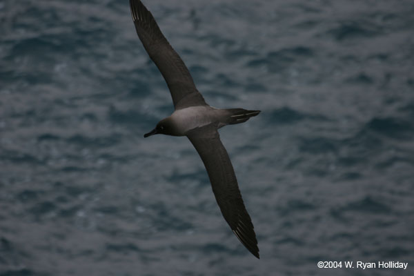 Light-Mantled Sooty Albatross