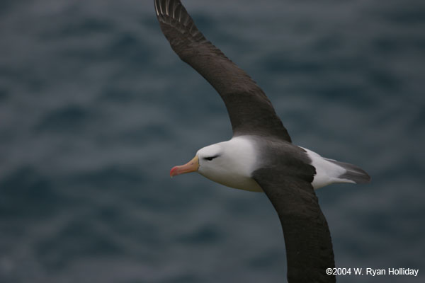 Black-Browed Albatross