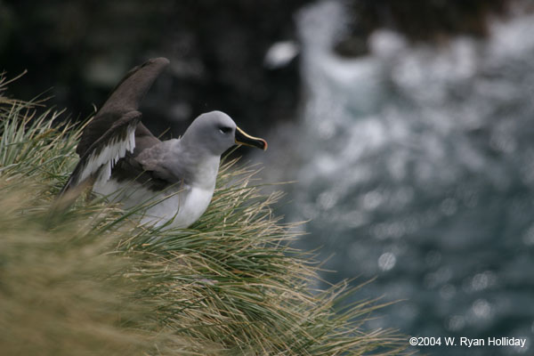 Grey-headed albatross