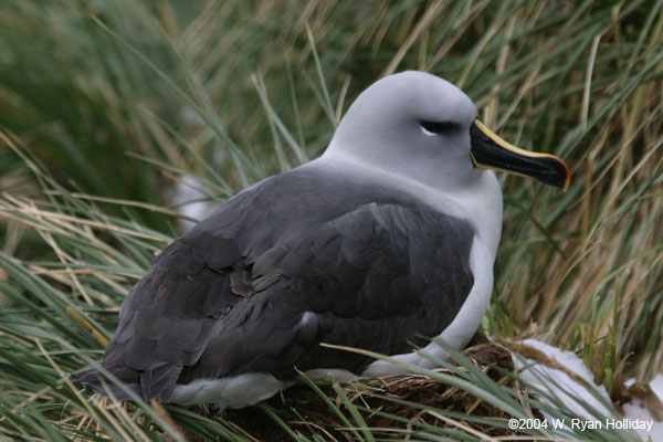 Grey-Headed Albatross